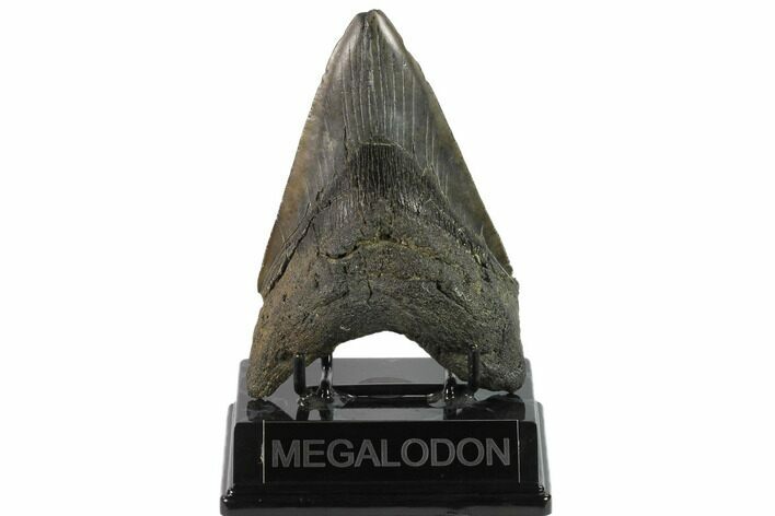 Fossil Megalodon Tooth - South Carolina #131204
